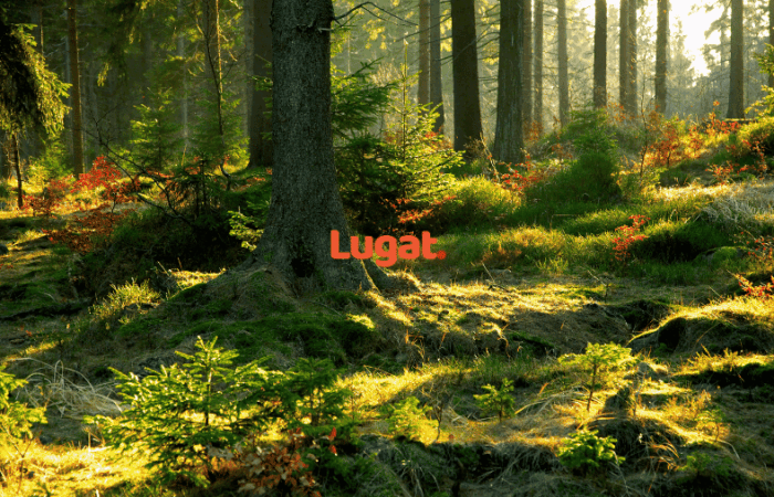 What Is Evergreen Content and How Do You Create It? 1 What Is Evergreen Content and How Do You Create It?